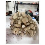 LARGE CAULIFLOWER CORAL CLUSTER LARGE CAULIFLOWER CORAL CLUSTER