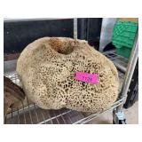 HUGE NAUTICAL SPONGE HUGE NAUTICAL SPONGE