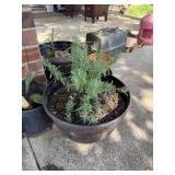 LARGE ROSEMARY PLANT