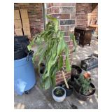 LARGE CORN PLANT