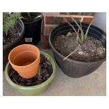 ALOE VERA PLANT & PLANTERS
