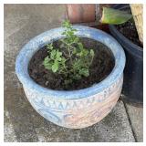 MINT PLANT WITH PLANTER