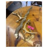 LOT OF MIXED ANTLERS / DEER & SPIRAL HORN