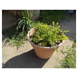 LARGE PLANTER WITH LETTUCE I BELIEVE
