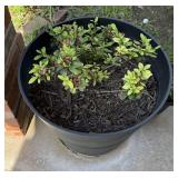 LARGE PLANTER
