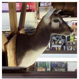 ANTELOPE? GAZELLE? TAXIDERMY MOUNT