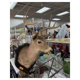 LARGE WHITETAIL DEER TAXIDERMY MOUNT