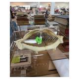 SHARK JAWS W ROWS OF TEETH