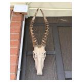 BLESBOK AFRICAN ANIMAL SKULL / ANTELOPE? BLESBOK AFRICAN ANIMAL SKULL / ANTELOPE?