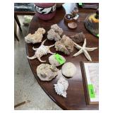 LARGE SELECTION OF SEASHELLS & CORAL LARGE SELECTION OF SEASHELLS & CORAL