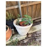 LOT OF PLANTERS