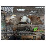 2PC QUAIL TAXIDERMY MOUNTS