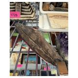 FOSSIL BONE HARD TO DETERMINE WHAT FROM