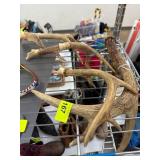 Natural Deer Antler Sheds