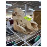 Hog? Javelina? Skull w Prominent Tusks