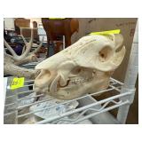 Javelina or Wild Hog Skull on Display