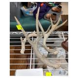 Natural Deer Antler Shed with Multi-Point Rack