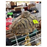 Two Turtle Shells with Natural Pattern