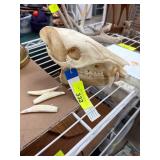 Javelina or Wild Hog Skull with Loose Tusks