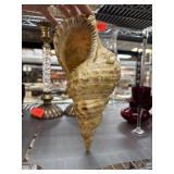 Large Natural Conch Sea Shell with Spiral Design Large Natural Conch Sea Shell with Spiral Design