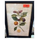 Botanical Framed Prints with Citrus Illustrations
