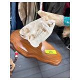 Javelina Skull on Wooden Display Base