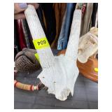 Animal Skull With Horns, Possibly Bovine, for Disp