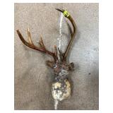 Taxidermy Deer Antler Jackalope Head Mount