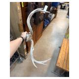 Large Deer Antler with Skull Plate