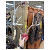 Mounted Whitetail Deer Antlers with Skull Plate
