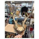 Mounted Deer Antlers on Wooden Plaque