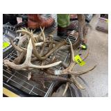 Deer Antlers in Mixed Sizes and Shapes