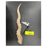 Curved Animal Horn and Folding Knife Set
