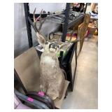 Taxidermy Deer Head Mount with Antlers