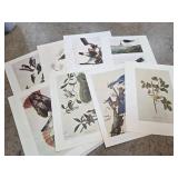Bird Illustration Prints Inspired by Audubon