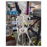 Human Anatomical Skeleton Model