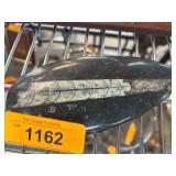 Orthoceras Fossil Decor Polished Stone