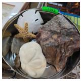 Natural Rocks Starfish Sand Dollars +