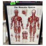 Framed Poster of The Muscular System