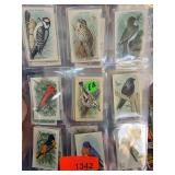 Illustrated Bird Trading Cards
