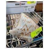 Large Natural Conch Seashell with Brown Markings