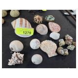 Sea Shells