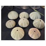 Nine Sea Urchin Shells