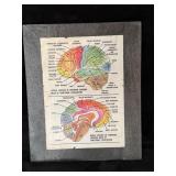 Vintage Diagram of Brain Function Localization