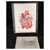 Vintage Anatomy Teaching Charts on Glass