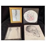 Anatomical Study Prints With One Framed