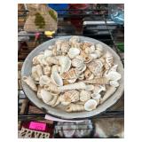 Sea Shells in Bowl