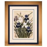 Signed Iris Print by Hsing Hua Chang