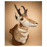 Vintage Pronghorn Antelope Shoulder Mount