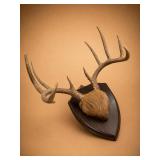 Deer Antler European Mount on Plaque